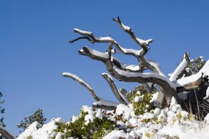 Framed Print : USA - Utah. Tree branches with snow at Bryce Canyon National Park after snowstorm Framed Print : USA - Utah. Tree branches with snow at Bryce Canyon National Park after snowstorm
