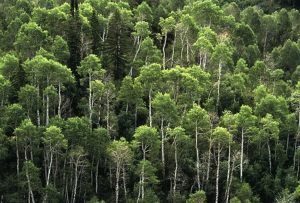 USA, Utah, View of aspen trees at Wood Camp Hollow