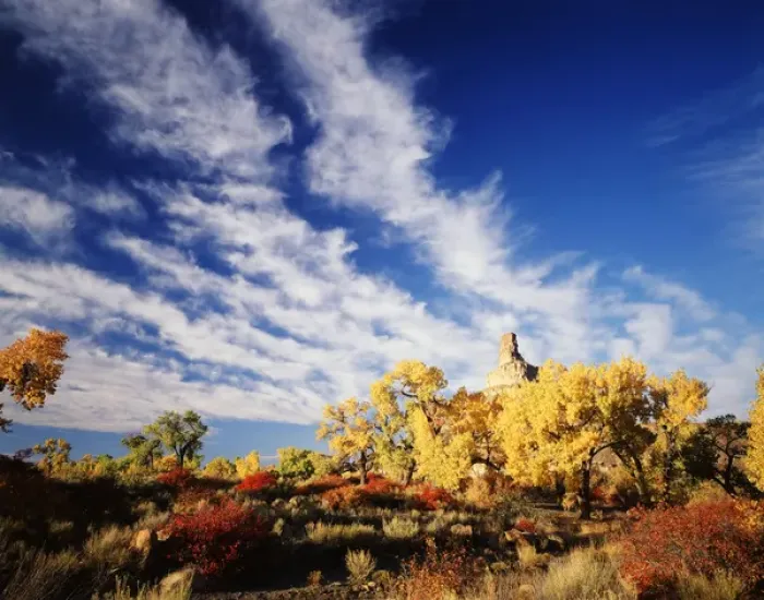 Framed Print : USA, Utah, View of Rabbit Brush in autumn below gunnison butte at green river flood plain