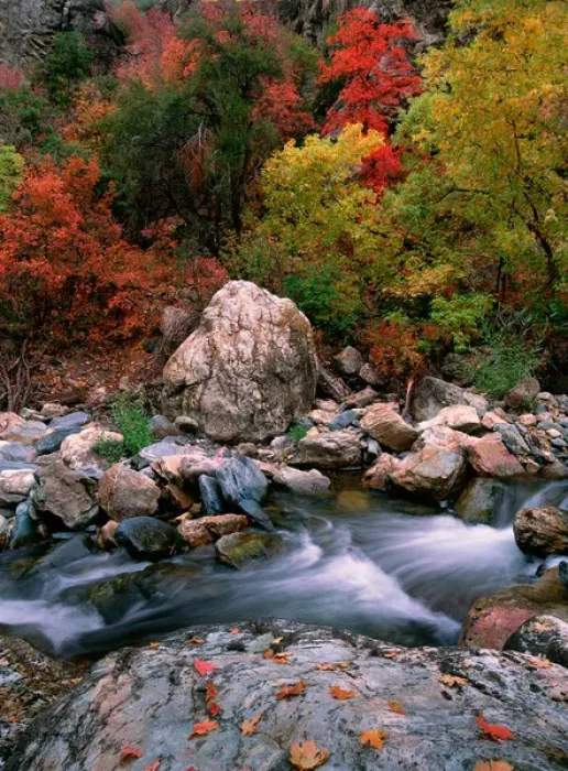 Framed Print : USA, Utah, Wasatch-Cache NF, Big Cottonwood Creek, Fall foliage