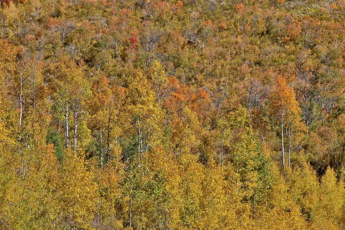 Framed Print : USA, Utah. Wasatch, maple and Aspen trees along Highway 89 east of Ogden Utah in full blazing fall color Framed Print : USA, Utah. Wasatch, maple and Aspen trees along Highway 89 east of Ogden Utah in full blazing fall color