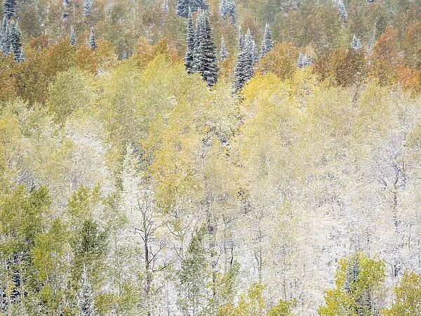 USA, Utah, Wasatch Mountain Range fresh autumn snows, Aspens just off of Highway 39