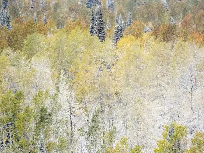 Framed Print : USA, Utah, Wasatch Mountain Range fresh autumn snows, Aspens just off of Highway 39 Framed Print : USA, Utah, Wasatch Mountain Range fresh autumn snows, Aspens just off of Highway 39
