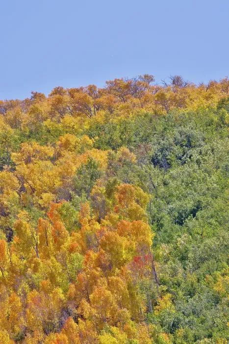 Framed Print : USA, Utah. Wasatch Mountains Aspen in fall color along Highway 39
