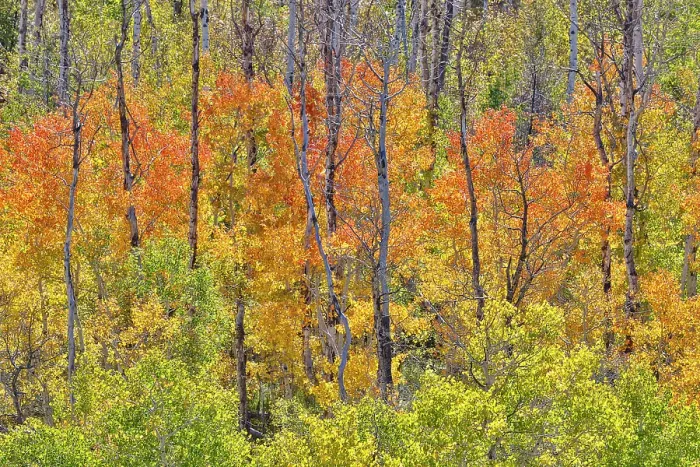 Framed Print : USA, Utah. Wasatch Mountains Aspen in fall color along Highway 39