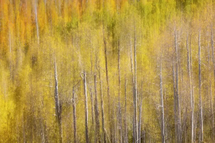 Framed Print : USA, Utah. Wasatch Mountains blur of Aspen in fall color along Highway 39