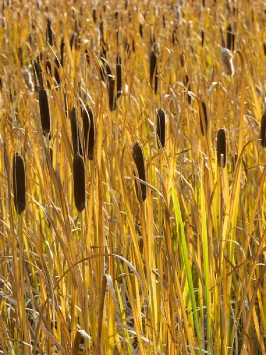 Framed Print : USA, Utah, Wasatch Mountains. Cattails in field Framed Print : USA, Utah, Wasatch Mountains. Cattails in field