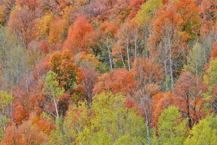 Framed Print : USA, Utah. Wasatch Mountains, Logan Canyon, Highway 89 with fall colors Aspens and maple Framed Print : USA, Utah. Wasatch Mountains, Logan Canyon, Highway 89 with fall colors Aspens and maple