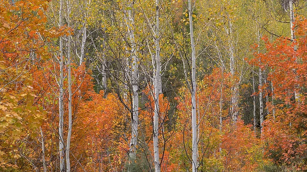 USA, Utah, Wasatch Mountains. Maple and aspen trees in Logan Canyon