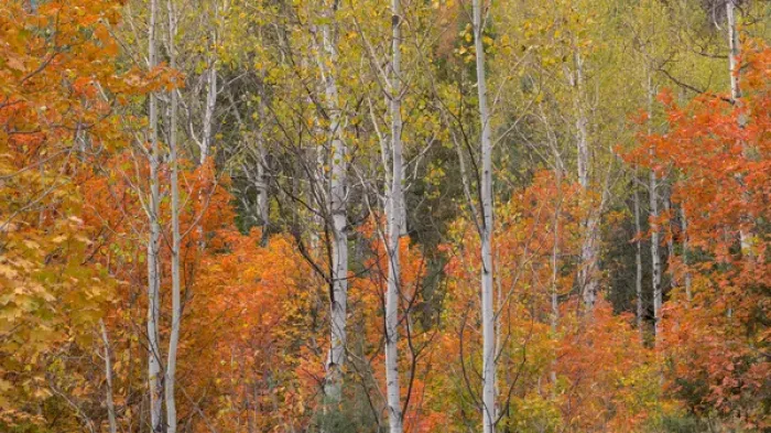 Framed Print : USA, Utah, Wasatch Mountains. Maple and aspen trees in Logan Canyon