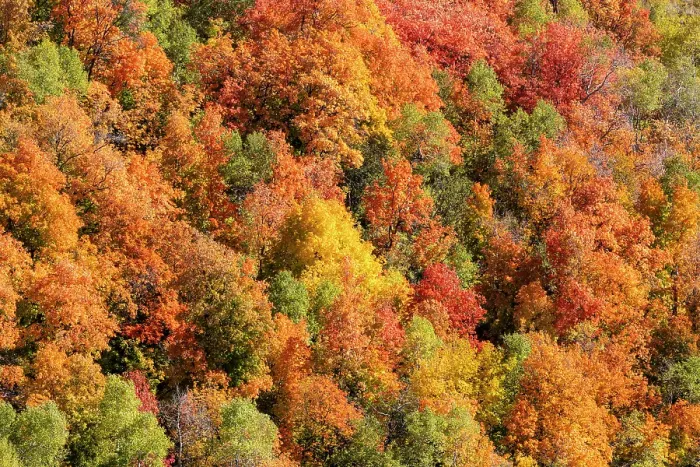 Framed Print : USA, Utah. Wasatch Mountains maple in fall color along Highway 39 Framed Print : USA, Utah. Wasatch Mountains maple in fall color along Highway 39