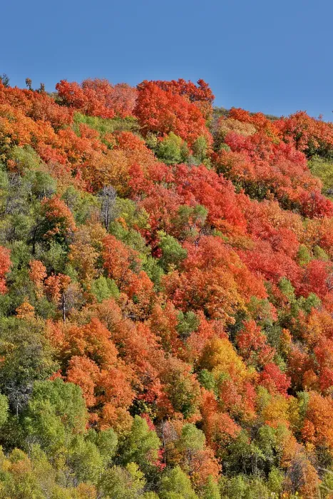 Framed Print : USA, Utah. Wasatch Mountains maple in fall color along Highway 39 Framed Print : USA, Utah. Wasatch Mountains maple in fall color along Highway 39