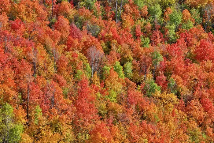 Framed Print : USA, Utah. Wasatch Mountains maple in fall color along Highway 39