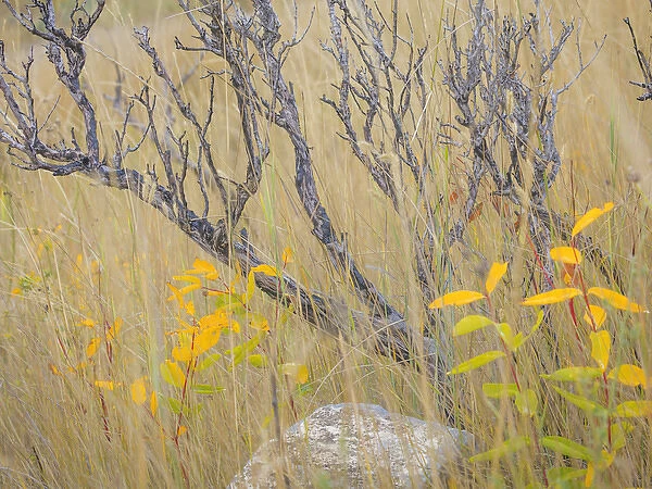USA, Utah, Wasatch Mountains. Sagebrush and common dogbane in fall meadow. Credit as