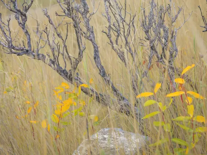 Framed Print : USA, Utah, Wasatch Mountains. Sagebrush and common dogbane in fall meadow. Credit as