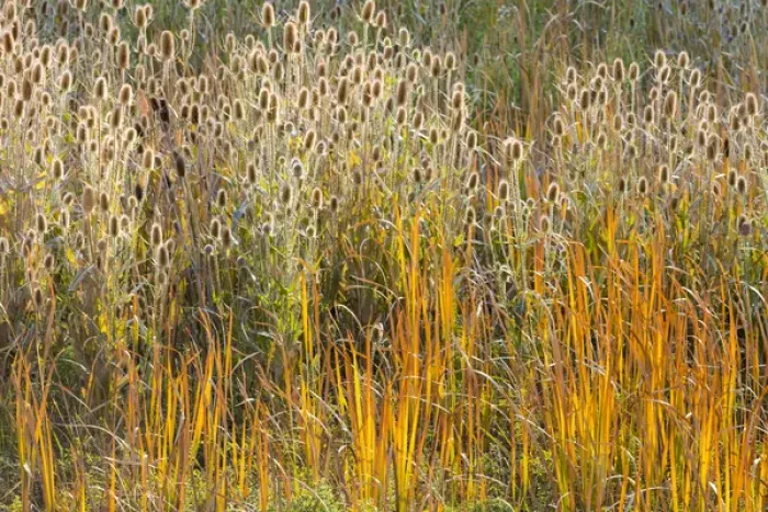 Framed Print : USA, Utah, Wasatch Mountains. Teasel weeds and cattails Framed Print : USA, Utah, Wasatch Mountains. Teasel weeds and cattails
