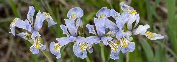 USA, Utah. Wild Iris (Iris missouriensus) in the Manti-La Sal National Forest