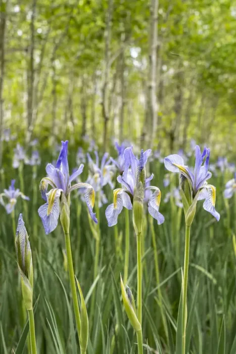 Framed Print : USA, Utah. Wild Iris (Iris missouriensus) in the Manti-La Sal National Forest Framed Print : USA, Utah. Wild Iris (Iris missouriensus) in the Manti-La Sal National Forest