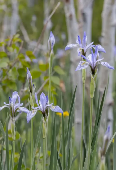 Framed Print : USA, Utah. Wild Iris (Iris missouriensus) in the Manti-La Sal National Forest Framed Print : USA, Utah. Wild Iris (Iris missouriensus) in the Manti-La Sal National Forest