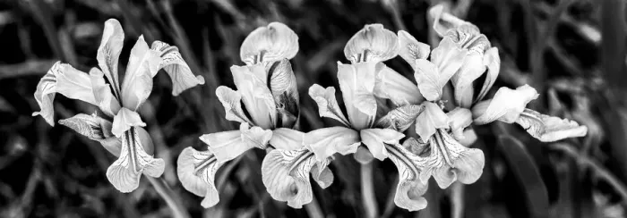 Framed Print : USA, Utah. Wild Iris (Iris missouriensus) in the Manti-La Sal National Forest Framed Print : USA, Utah. Wild Iris (Iris missouriensus) in the Manti-La Sal National Forest