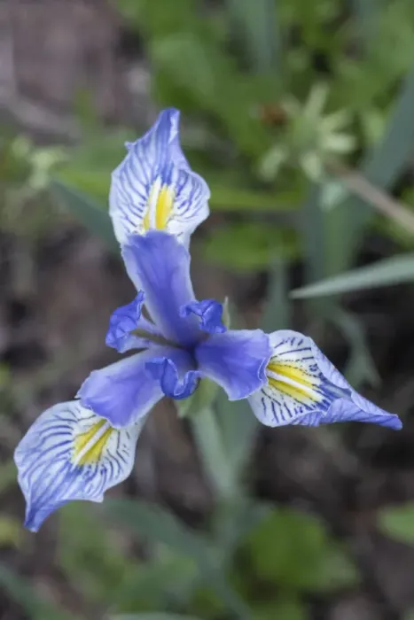 Framed Print : USA, Utah. Wild Iris (Iris missouriensus) in the Manti-La Sal National Forest Framed Print : USA, Utah. Wild Iris (Iris missouriensus) in the Manti-La Sal National Forest