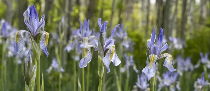 Framed Print : USA, Utah. Wild Iris (Iris missouriensus) in the Manti-La Sal National Forest Framed Print : USA, Utah. Wild Iris (Iris missouriensus) in the Manti-La Sal National Forest