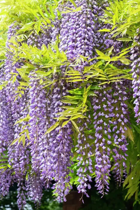 Framed Print : USA, Utah. Wisteria, Red Butte Gardens Framed Print : USA, Utah. Wisteria, Red Butte Gardens