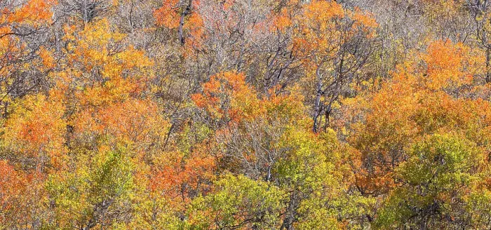 Framed Print : USA, Utah, Woodruff. Highway 39 towards Ogden, canyon maple in Fall Color Framed Print : USA, Utah, Woodruff. Highway 39 towards Ogden, canyon maple in Fall Color