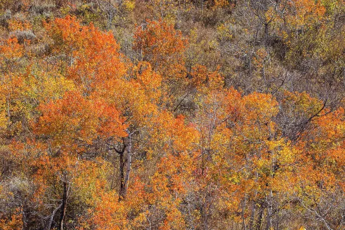 Framed Print : USA, Utah, Woodruff. Highway 39 towards Ogden, canyon maple in Fall Color Framed Print : USA, Utah, Woodruff. Highway 39 towards Ogden, canyon maple in Fall Color