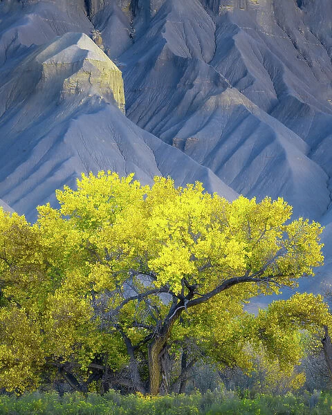 USA, Utah. Yellow cottonwood tree and gray mountain in autumn