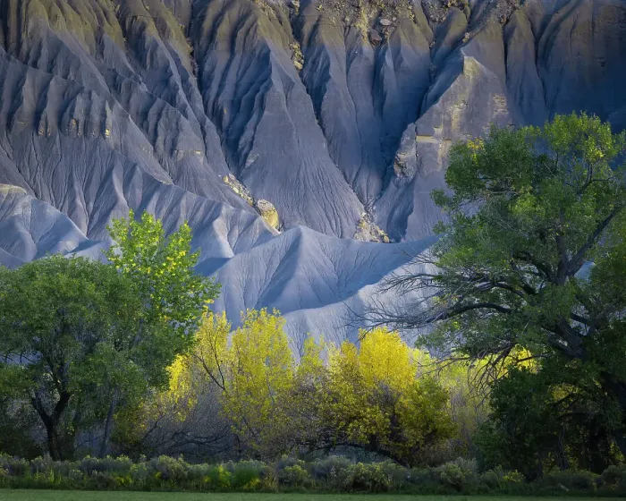 Framed Print : USA, Utah. Yellow cottonwood tree and gray mountain in autumn