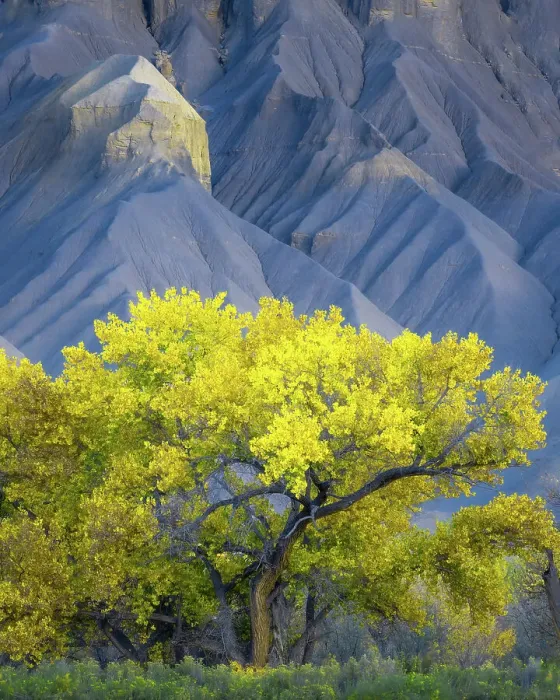 Framed Print : USA, Utah. Yellow cottonwood tree and gray mountain in autumn