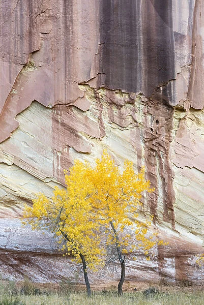 USA, Utah. Young cottonwood and textured canyon wall, Capitol Reef National Park