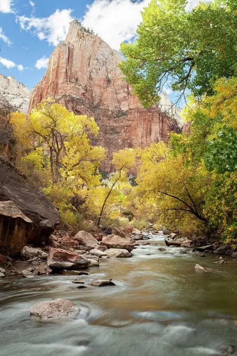 Framed Print : USA, Utah, Zion National Park. American dipper, also known as a water ouzel. Fall foliage near Virgin River