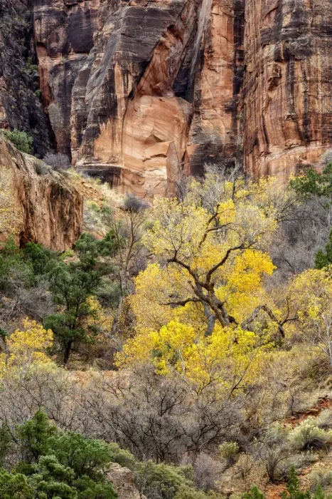 Framed Print : USA, Utah, Zion National Park, Autumn color high above the canyon Framed Print : USA, Utah, Zion National Park, Autumn color high above the canyon