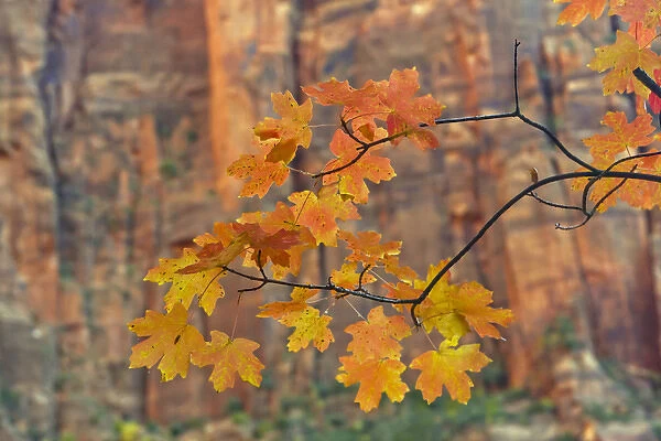 USA, Utah, Zion National Park. Autumn-colored maple leaves against rock formation