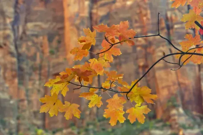 Framed Print : USA, Utah, Zion National Park. Autumn-colored maple leaves against rock formation Framed Print : USA, Utah, Zion National Park. Autumn-colored maple leaves against rock formation
