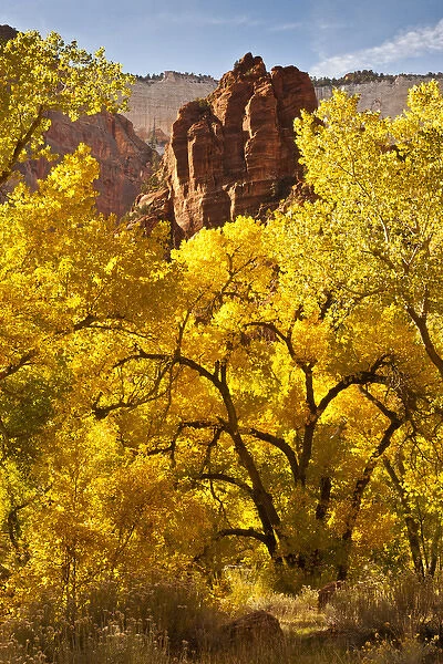 USA, Utah, Zion National Park. Autumn cottonwoods and rock formations. Credit as