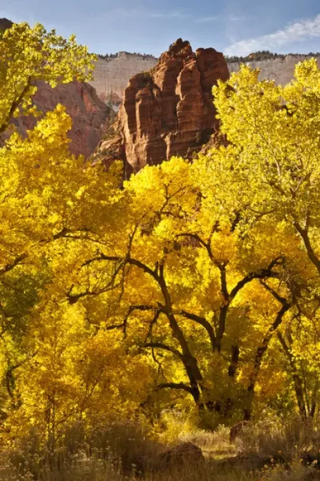 Framed Print : USA, Utah, Zion National Park. Autumn cottonwoods and rock formations. Credit as