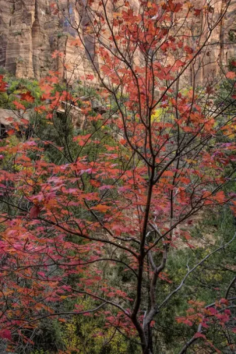 Framed Print : USA, Utah, Zion National Park. Autumn scenic