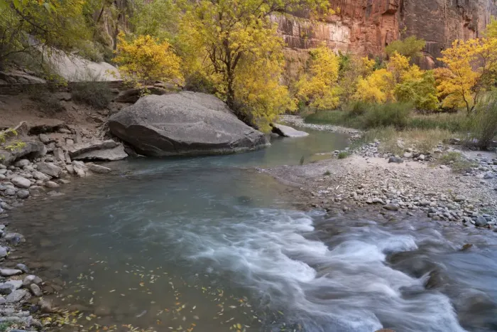 Framed Print : USA, Utah, Zion National Park. Boxelder trees along Virgin River in autumn Framed Print : USA, Utah, Zion National Park. Boxelder trees along Virgin River in autumn