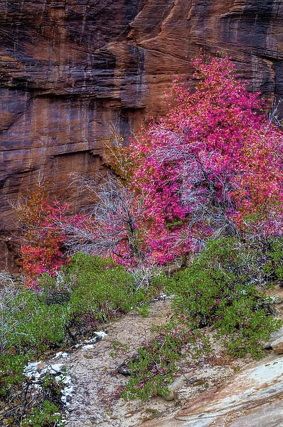 USA, Utah, Zion National Park. Cliff and autumn scenic