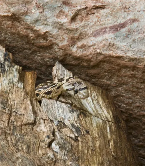 Framed Print : USA, Utah, Zion National Park. Close-up of gopher snake in dead tree trunk. Credit as Framed Print : USA, Utah, Zion National Park. Close-up of gopher snake in dead tree trunk. Credit as