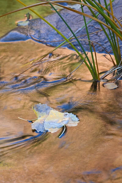 USA, Utah, Zion National Park. Cottonwood leaves in Pine Creek