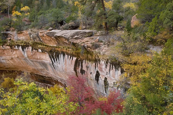 USA, Utah, Zion National Park. Emerald Pool Trail scenic