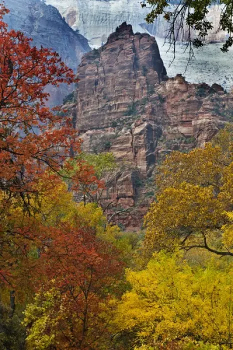 Framed Print : USA, Utah, Zion National Park. Fall foliage in The Narrows Framed Print : USA, Utah, Zion National Park. Fall foliage in The Narrows