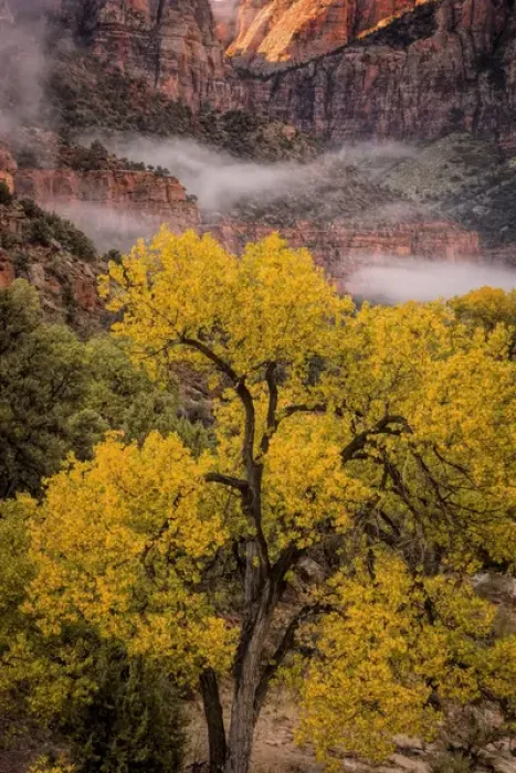 Framed Print : USA, Utah, Zion National Park. Foggy autumn landscape Framed Print : USA, Utah, Zion National Park. Foggy autumn landscape