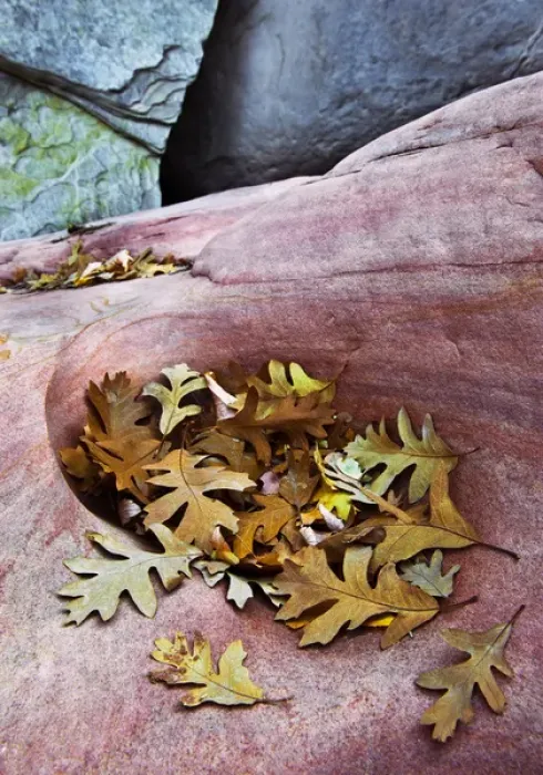 Framed Print : USA, Utah, Zion National Park. Gambel oak leaves fallen on red rock Framed Print : USA, Utah, Zion National Park. Gambel oak leaves fallen on red rock