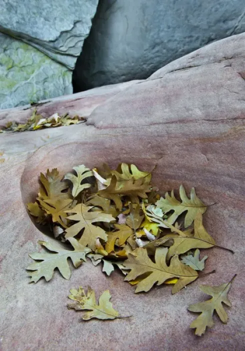 Framed Print : USA, Utah, Zion National Park. Gambel oak leaves fallen on red rock in canyon. Credit as Framed Print : USA, Utah, Zion National Park. Gambel oak leaves fallen on red rock in canyon. Credit as