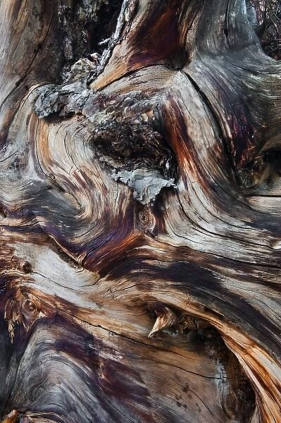 USA, Utah, Zion National Park. Gnarled dead tree stump. Credit as: Nancy Rotenberg